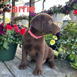 Carrie, Chocolate Labrador Retriever Puppy